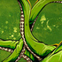 20120124200154-underwater_curiosity_green