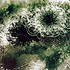 20120125012420-cwahl_brushtest