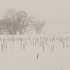 20120126074214-722_ukraine-willyoudance