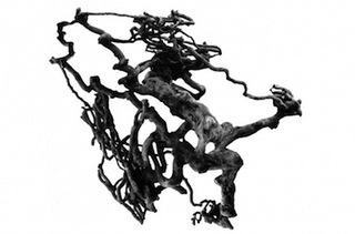 Root Ball 1,Paul Ridyard
