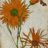 20120127183353-orange_flowers_2_x3_
