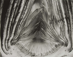 Artichoke Halved,Edward Weston