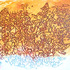 20120130041040-golden_light