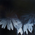 20120131003359-white_flowers_48x48