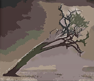 20120131015800-acaciatreecartoon1
