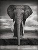20120201181717-nb_elephantdrinking-07_forpress