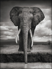 Elephant Drinking, Amboseli, 2007,Nick Brandt