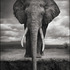 20120201181717-nb_elephantdrinking-07_forpress