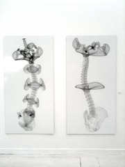 Ajna Spine Series 2 (vector),Michael Rees