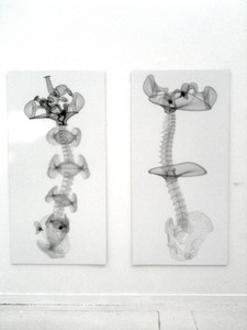 20120202205945-rees_vectors