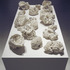 20120202211122-suzanne_anker-biota1