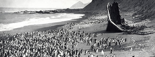 Penguins on the beach at The Nuggets and the remains of The Gratitude ,Frank Hurley