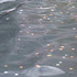 20120204010546-happynewyear2012_2