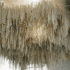 20120204164305-hemali-bhuta_stepping-down-420-px