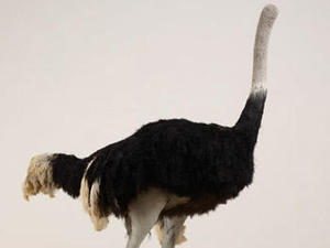 20120205160617-08_shrigley_tours