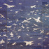 20120205175139-8345w_ubsboettipw064lores