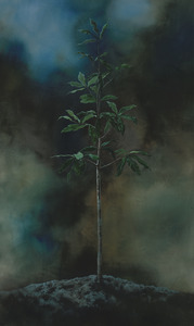 20120205193150-oak_sapling_in_moon_light