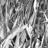 20120205201746-hidingweb