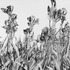 20120205202140-theirisgardenweb