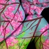 20120206150857-blossoms_10