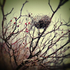 20120207153357-nest