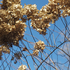 20120207153516-_dsc8098