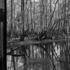20120207165329-dessicated_frog_atchafalaya_basin_la