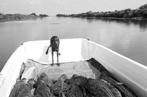 20120207165634-jade_and_the_gators_