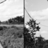 20120207165733-juliette_and_frowning_tree_isle_de_jean_charles_la