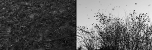 20120207165934-oiled_marsh_and_songbirds