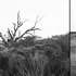 20120207170133-tree_delacroix_la