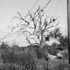 20120207170336-wire_isle_de_jean_charles_