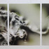 20120207205954-triptychforwebsite