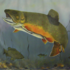 20120208011354-trout_in_progress