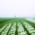 Chen_qiulin_100_chinese_surnames__2005__chromogenic_print__80x240cm__edition_of_8