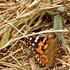 20120208015454-butterfly