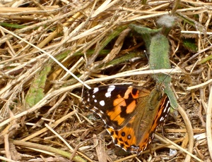 20120208015454-butterfly