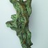 20120208091152-uskrsnu_e_-bronca