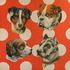 20120209120416-spotty_dogs