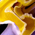 20120209154927-debra_kayata_daffodil_abstract