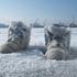 20120210021240-sl_v_poland_01