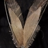20120211220802-winged_no