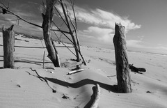 20120212233635-newman_s_beach