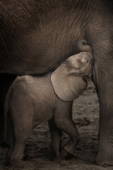 Baby elephant nursing,Piper Mackay