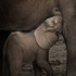20120214230528-babyelephantnursing