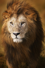 Portrait male lion,Piper Mackay