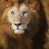 20120214230706-portraitmalelion