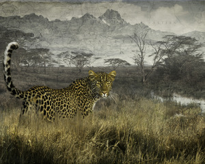 Elusive leopard,Cheryl Medow