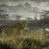 20120214231347-elusive_leopard