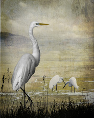 Great egrets of the world,Cheryl Medow